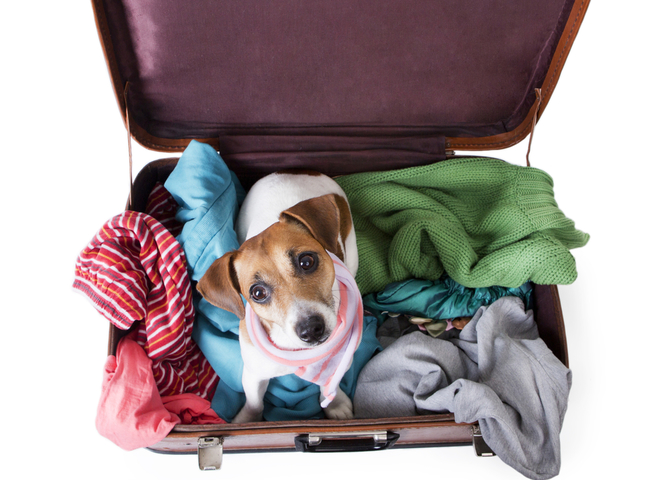 Особенности перевозки домашних животных заграницу