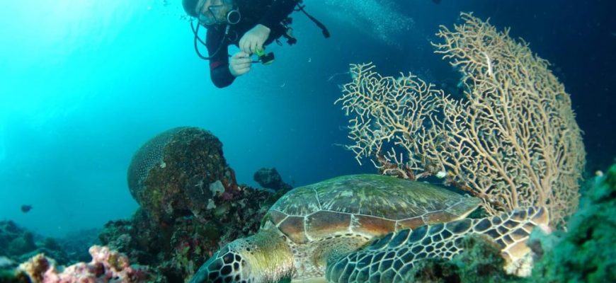 Почему стоит заняться дайвингом